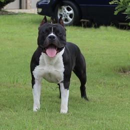 Kevin  - American Staffordshire Terrier