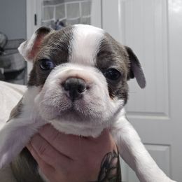 Gunther - Blue male Boston Terrier puppy in Orange, Texas from Emerald Moon Bostons