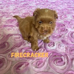 Lucky's Spontaneous Combustion ( Firecracker) - Red male Havanese puppy in Fielding, Utah from LUCKY HAVANESE
