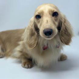 Kingston - Dachshund