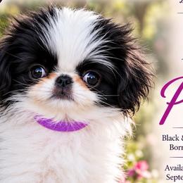 Japanese Chins from Njoy Japanese Chin