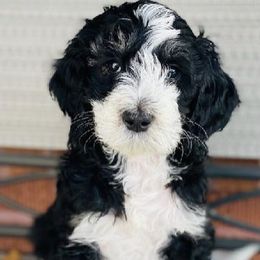 Aussiedoodles and Australian Shepherds from Royal Redwood Aussies