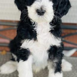 Aussiedoodles and Australian Shepherds from Royal Redwood Aussies