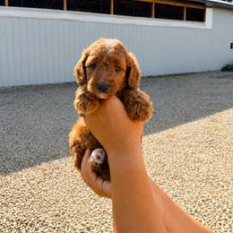 Aussiedoodle, Cavapoo, Goldendoodle, and Newfypoo Puppies from Haaspawz