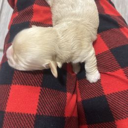 Oliver - Brown male Cockapoo puppy in Paradise, Texas from 4W’s F2 Cockapoos