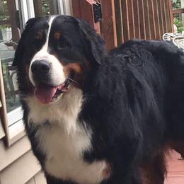 Bernese Mountain Dogs from Elaine Pelletier's Bernese Mountain Dogs