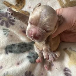 Buff S - Buff female Cocker Spaniel puppy in Soddy Daisy, Tennessee from Kaleidoscopic Creations