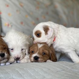Girl 4 - Goldendoodle puppy in Salem, Utah from Pond Town Pups