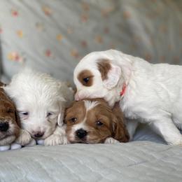 Girl 4 - Goldendoodle puppy in Salem, Utah from Pond Town Pups