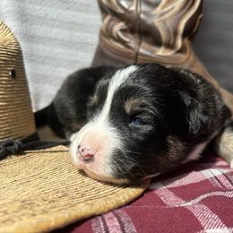 Bridle - Black tri-color female Australian Shepherd puppy in Litchfield, New Hampshire from Aussies Edge Farm