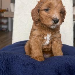 Dodger - Apricot male Goldendoodle puppy in Stockton, California from Family Doodles
