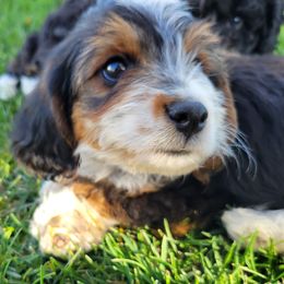 Wanda - Black tri-color Assorted Doodle Crosses puppy in Blackfoot, Idaho from Lucky Pup Meadows