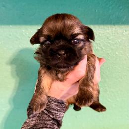 Zeus - Liver and white male Shih Tzu puppy in Stroud, Oklahoma from Laik’s Little Shihtz & Poms