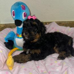 Girl 2 - Black and tan female Yorkipoo puppy in Lakeland, Florida from Doodles & Danes