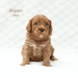 Skipper - Red male Australian Labradoodle puppy in Hurricane, Utah from Red Desert Doodles