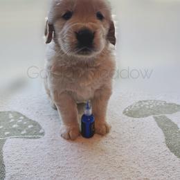 Stitch - Golden male Golden Retriever puppy in Florida from Golden Meadow
