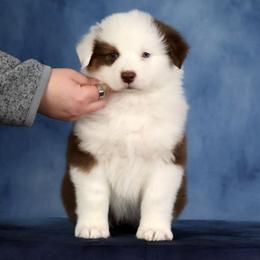Julep - Red tri-color female Australian Shepherd puppy in Springville, New York from RisingStar Australian Shepherds