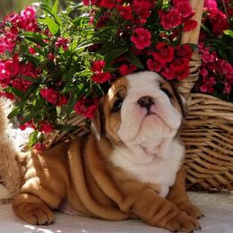 Bulldog Puppies from Our House Of Treasures