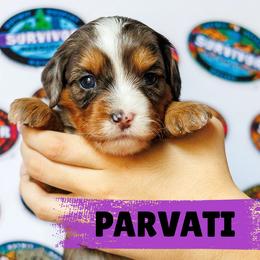 Parvati - Merle female Bernedoodle puppy in Gilbert, Arizona from Safe Havynn Doodles