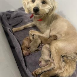 Merida - Apricot female Goldendoodle puppy in Rienzi, Mississippi from Saddle Hill Farms