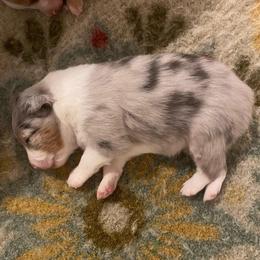 Pearl - Blue merle female Miniature Australian Shepherd puppy in California, Kentucky from Sonlight Ridge Aussies