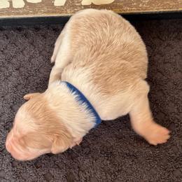 Blue Collar - Gold merle male Border Collie puppy in Gadsden, Alabama from Collie Wood Hills