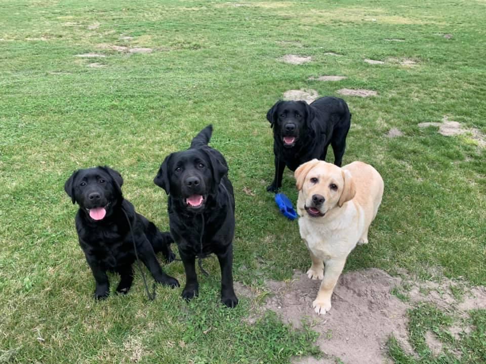 Savidge Labrador Retrievers in Idaho | Labrador Retriever puppies ...