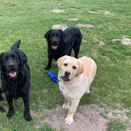 Labrador Retrievers from Savidge Labrador Retrievers