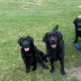 Labrador Retrievers from Savidge Labrador Retrievers