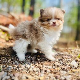 Churro - Chocolate merle male Pomeranian puppy in Buck Valley, Pennsylvania from Buck Valley Pomeranians