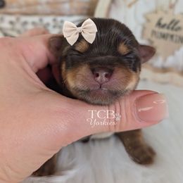 Asher - Chocolate and tan male Yorkshire Terrier puppy in Greenwood County, South Carolina from TCB Yorkies