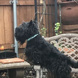 Lennox - Scottish Terrier