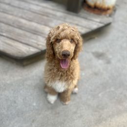 Bean - Apricot male Poodle puppy in Sandy, Utah from Royal Ridge Poodles