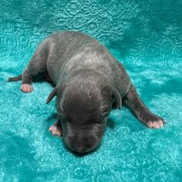 Loyalty - Blue brindle male Whippet puppy in Gentry, Arkansas from Mardel Robeson of Mulberry Hollow Whippets