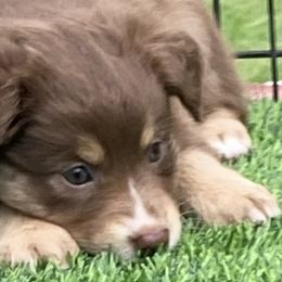 Ruby - Red tri Miniature Australian Shepherd puppy in Newaygo County, Michigan from Blue Skye's Miniature Australian Shepherds