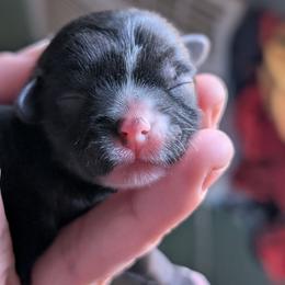 Stormy - Black and white female Shih Tzu puppy in Claxton, Georgia from Small Pawz Shih tzu