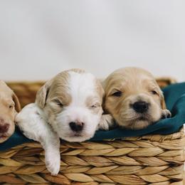 Shelby - Parti female Goldendoodle puppy in Pleasant Grove, Utah from Canterbury Canines