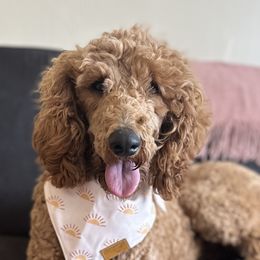 Goldendoodles and Poodles from Wischmeier’s Doodles