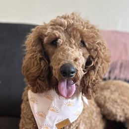 Goldendoodles and Poodles from Wischmeier’s Doodles