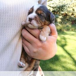 Reba - Merle female Bernedoodle puppy in Idaho Falls, Idaho from Idahome Doodle