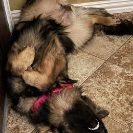 German Shepherds from Bailee Teague's German Shepherds