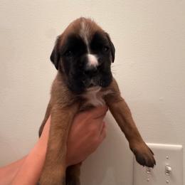 Male 2 - Fawn male Boxer puppy in Wellington, Ohio from Brinkhaven Boxers