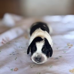 Anderson - Tri-Roan female English Springer Spaniel puppy in Winfield, Tennessee from Murphy Farms and Springers
