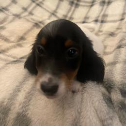 Pepper - Black and tan female Dachshund puppy in Gainesville, Georgia from Emory Farms