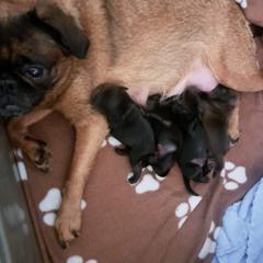 Brussels Griffon Puppies from Brussels and Broodle's and Shiffon's oh my