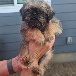 Munchie - Belge male Brussels Griffon puppy in Yucaipa, California from Griffs & Giggles Ranch - The Cortez Family