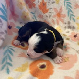 Bernese Mountain Dog Puppies from Joan Rogers
