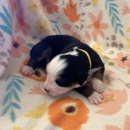 Bernese Mountain Dog Puppies from Joan Rogers