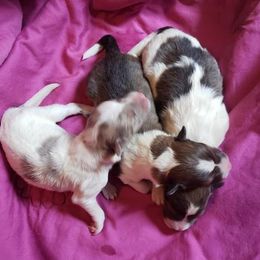 Shetland Sheepdog Puppies from Shantel Shelties
