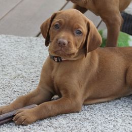 Vizslas from Jackpot Vizsla